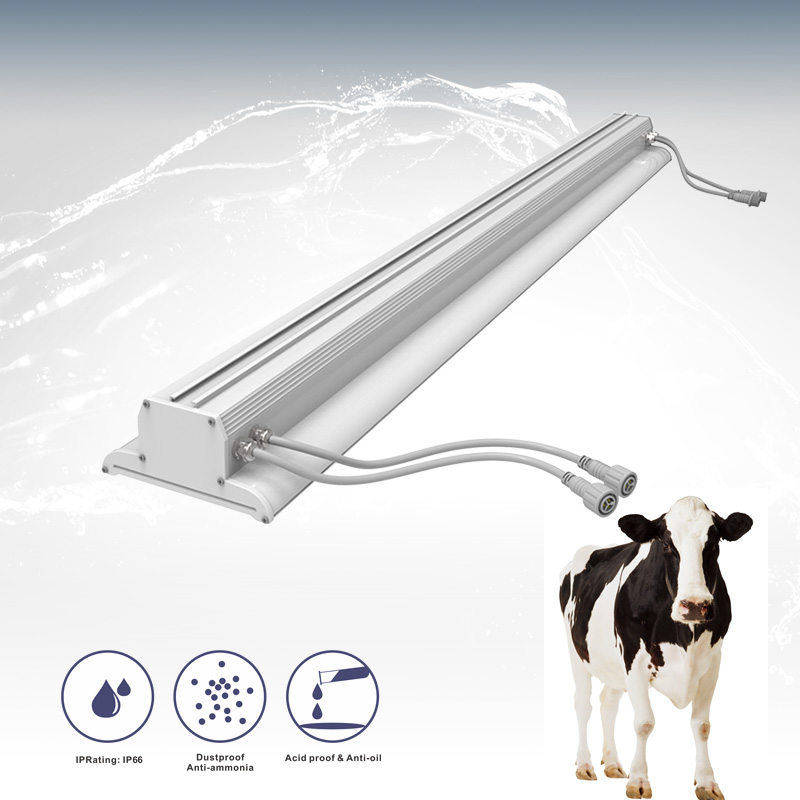cow lighting
